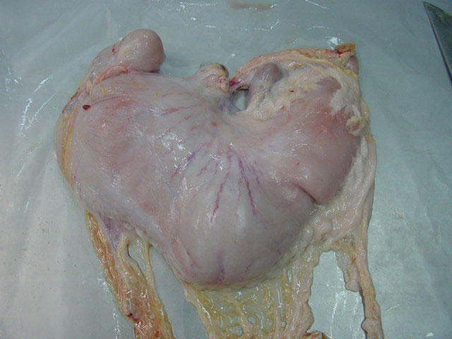 Stomaco di suino con contenuto
