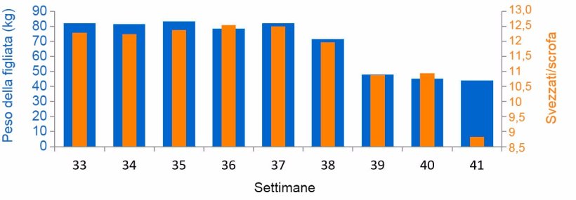 Gráfica 3. Media suinetti svezzati/scrofa e kg per figliata, prima e durante l'episodio di PED (a partire dalla settimana 38).