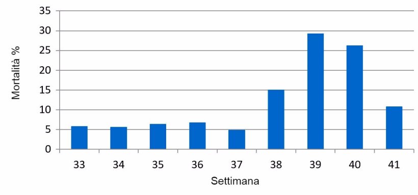 Grafico 1. % Mortalità settimanale sottoscrofa, prima e durante l'episodio PED.
