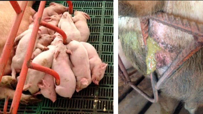 Foto 2. Quadro clinico PED