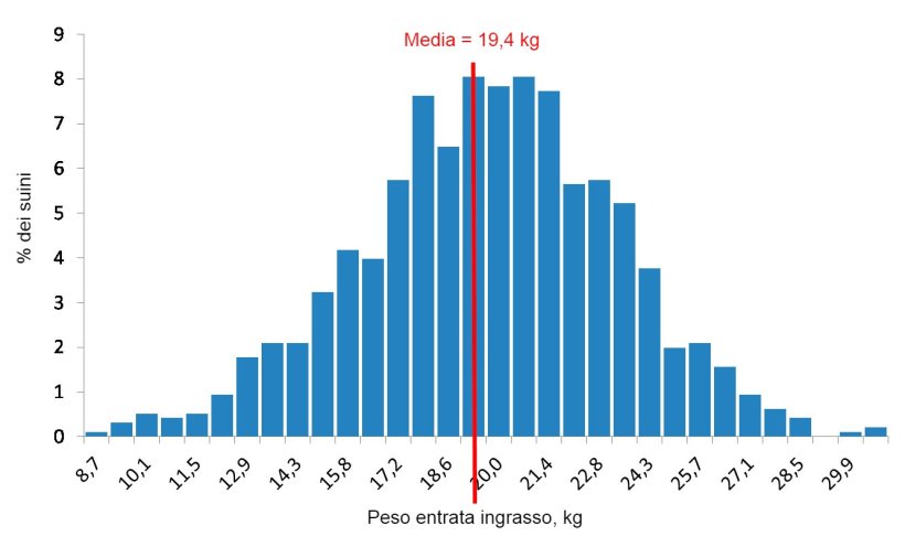 Figura 4. Distribuzione dei pesi all'entrata dell'ingrasso.
