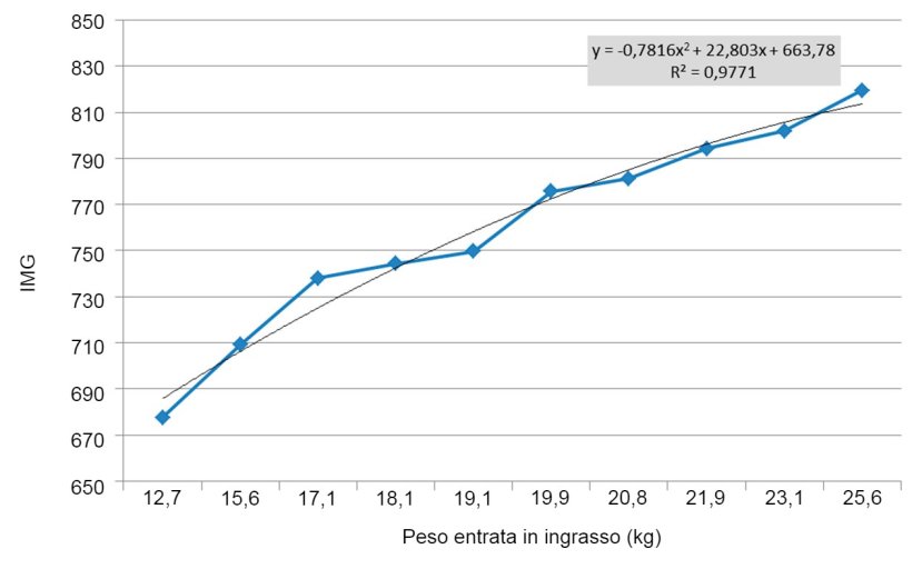 Figura 6. IMG nei primi 100 giorni di ingrasso in funzione del peso di entrata. Le differenze di peso all'entrata dell'ingrasso si allargano&nbsp;(si moltiplicano per&nbsp;2). Ogni kg di differenza di peso all'entrata equivale a circa 11 g di IMG.
