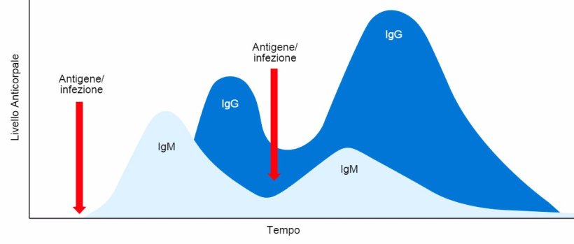 Figura 1: Cambio isotipico e risposta immunitaria primaria e secondaria ad esposizioni precedenti allo stesso antigene.
