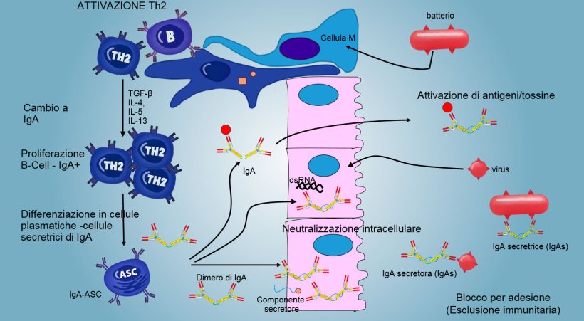Figura&nbsp;6: Il&nbsp;"cambio" a&nbsp;IgA si regola principalmente mediante l'attivazioe dei linfociti&nbsp;Th2 con produzione di citochine&nbsp;TGF-&beta;, IL-4, IL-5, IL-13. Il dimero di IgA secreto si unisce ad un recettore (pIgR) sulla superficie basale delle cellule epiteliali. Il complesso si internalizza nella cellula e prima di migrare attraverso la superficie luminale, il recettore si scinde e l'IgA rimane unita al residuo del recettore&nbsp;(componente secretore).
