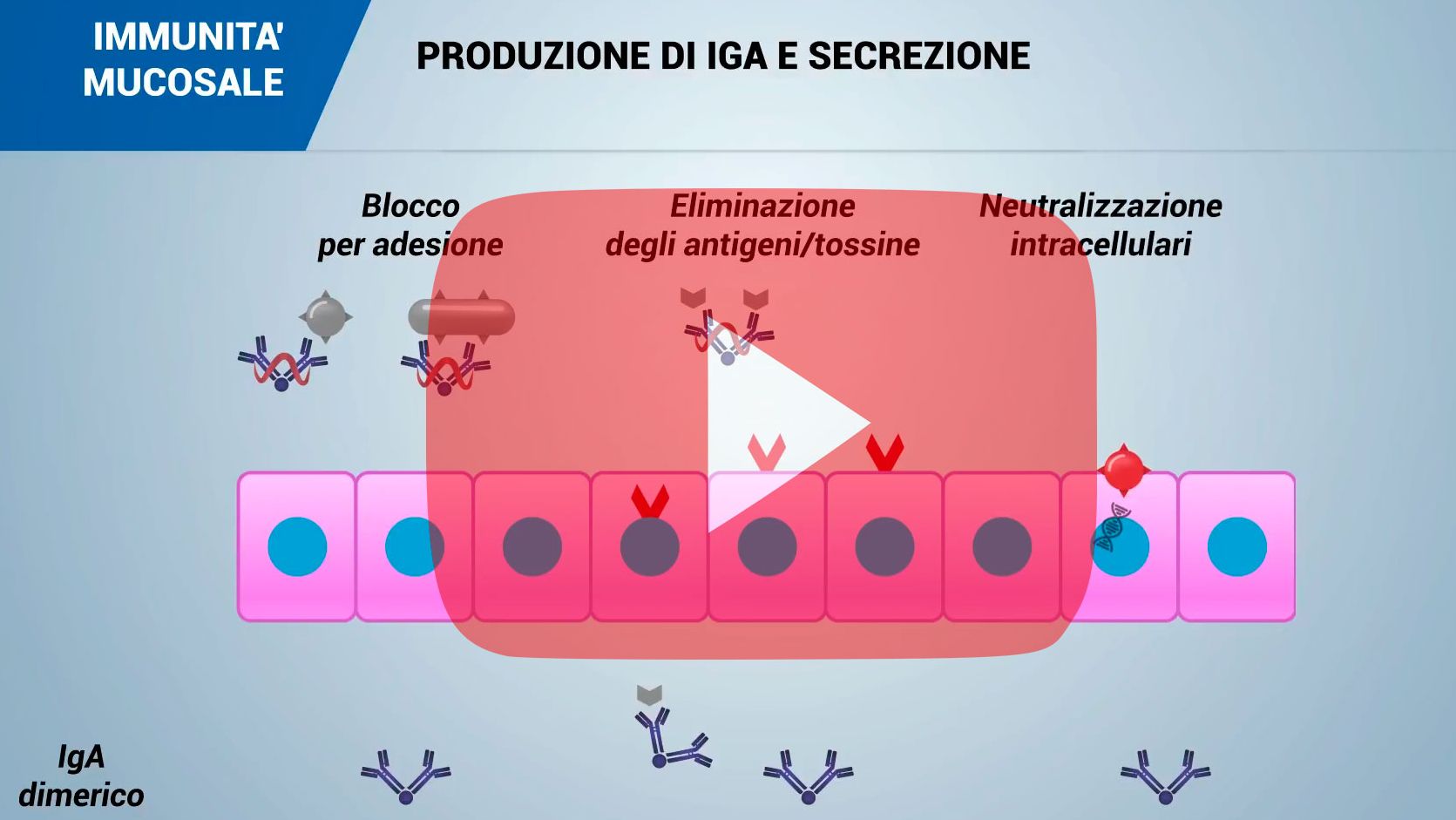 immunit&agrave; mucosale