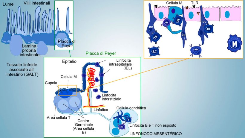 Figura&nbsp;1: Rappresentazione schematica dei tessuti linfoidi associati all'intestino: placche di&nbsp;Peyer&nbsp;(PPs), follicoli isolati e linfonodi mesenterici.
