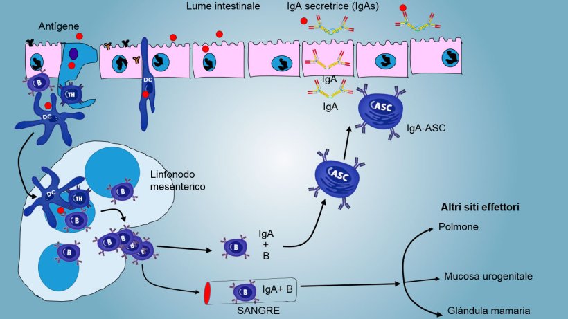 Figura&nbsp;4: Produzione di IgA nei linfonodi mesenterici e risposta sistemica. I linfociti &nbsp;B e&nbsp;T in proliferazione ed attivati, migrano dalla linfa al sangue, nei suini, direttamente attraverso le venule endoteliali alte&nbsp;(HEV), la maggioranza ritorna all'intestino o raggiungono altre superfici mucosali&nbsp;(siti effettori) come polmone, ghiandola mammaria ed apparato urogenitale.
