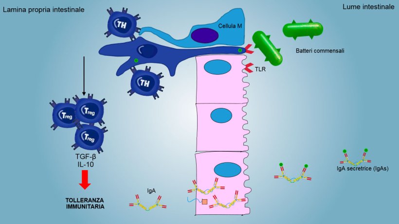 Figura&nbsp;2: Una tolleranza immunitaria &egrave; indotta a fronte di batteri commensali,&nbsp;mediata da linfociti Treg con produzione di citochine come IL-10 e&nbsp;TGFb. In particolare a livello intestinale, la secrezione di&nbsp;&nbsp;IgA specifica blocca l'adesione di batteri commensali, modulando cos&igrave; la composizione del microbiota, evitando l'invasione e la dispersione sistemica.
