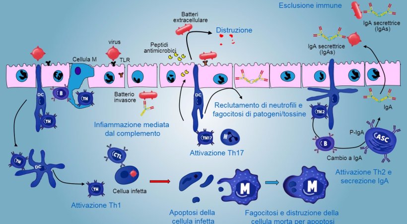 Figura&nbsp;5. Una visione integrata della risposta&nbsp; immunitaria contro i patogeni a livello della mucosa
