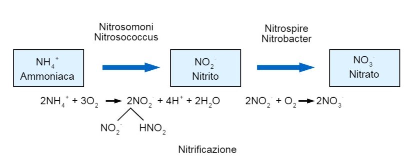 Nitrificazione