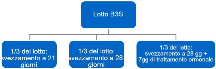 Figura 4. Processo del passaggio da bande a 3 settimane (B3S) a bande settimanali.