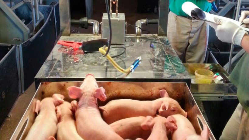 Figura 1. Adeguato peso dei suinetti alla nascita/svezzamento