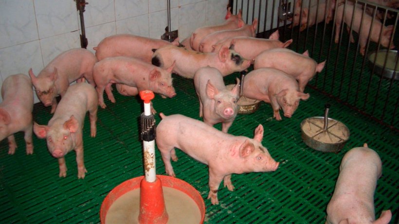 Figura 2. Adeguato uso di mangimi e punti di alimentazione