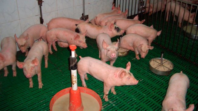 Figura 2. Adeguato uso di mangimi e punti di alimentazione