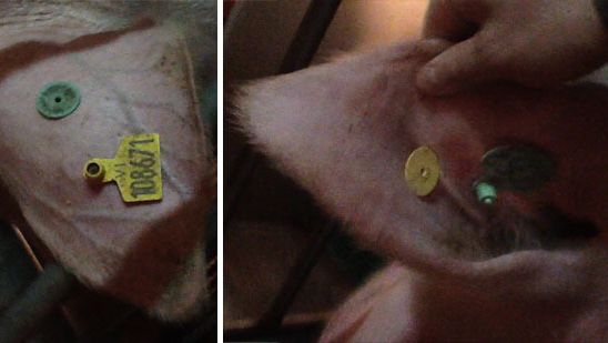 Identifichiamo la scrofa con il numero definitivo in 2 marchi auricolari
