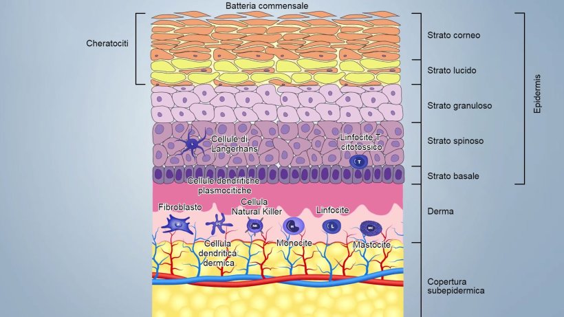 Figura 1. Schema degli strati della pelle.
