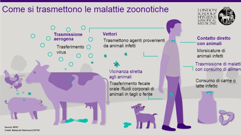 Figura 1. Vie di trasmissione di malattie zoonotiche. Le zoonosi sono malattie infettive che possono essere trasmesse dagli animali all'uomo, ma anche dall'uomo agli animali. Fonte: London School of Hygiene and Tropical Medicine.
