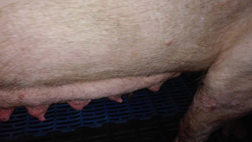 Foto 2: Involuzione mammaria nei primi momenti della fase di lattazione
