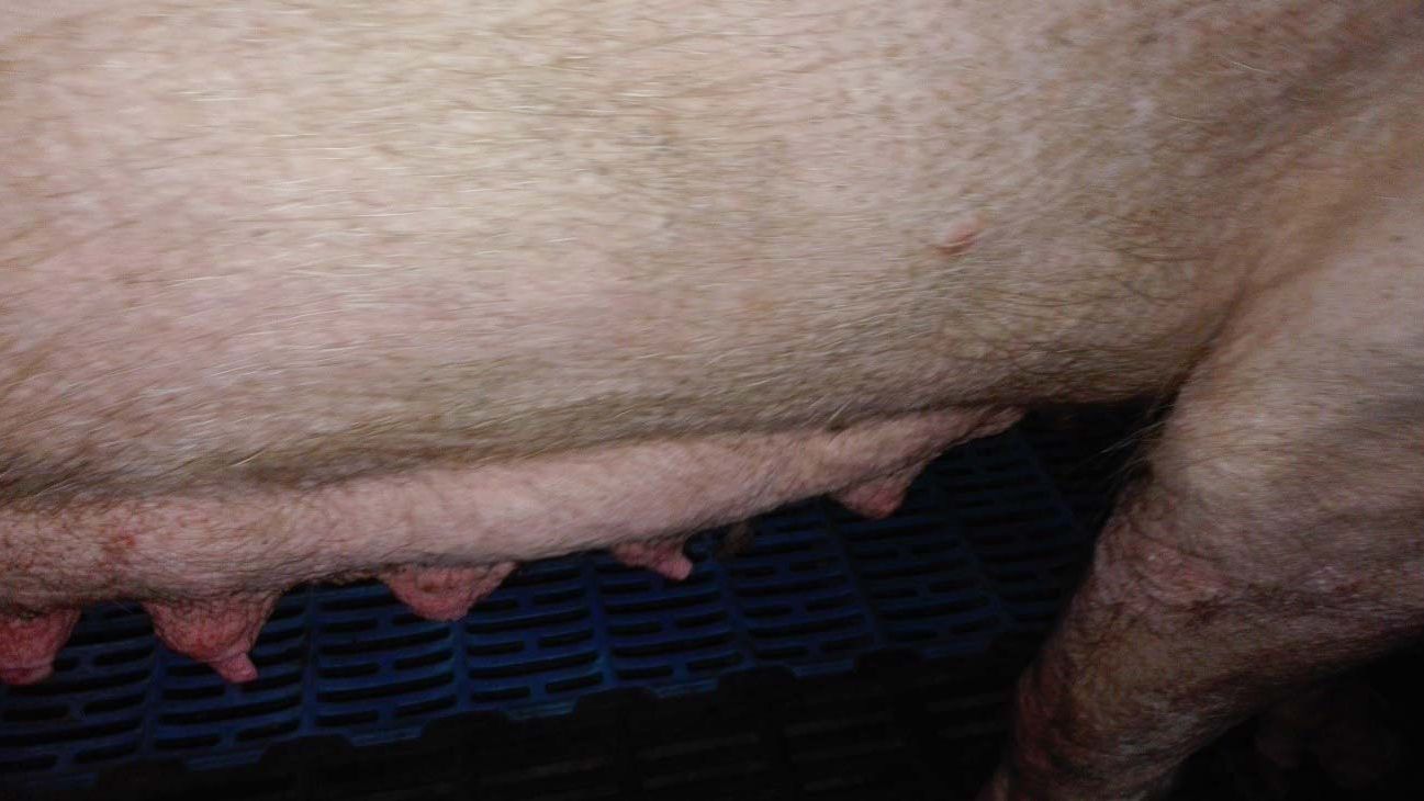 Foto 2: Involuzione mammaria nei primi momenti della fase di lattazione
