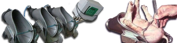 Castrazione di un suinetto