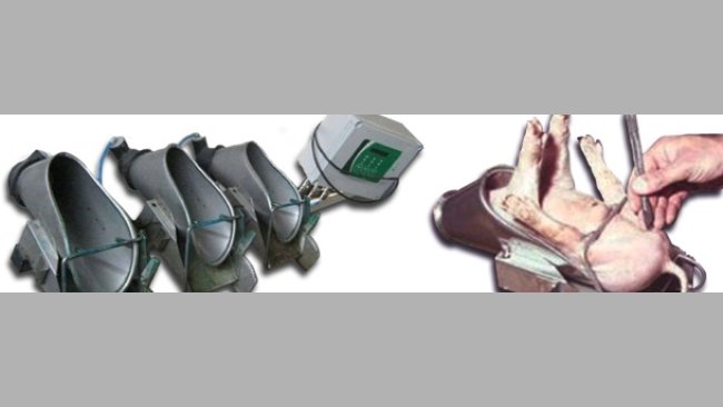 Castrazione di un suinetto