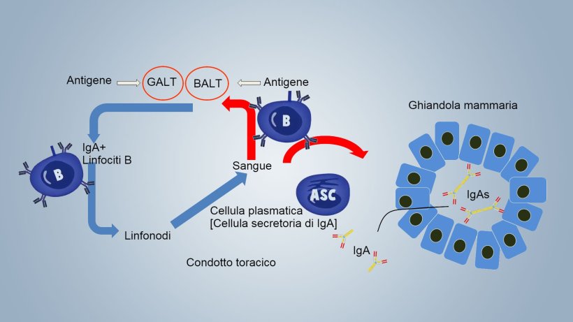 Figura 1. Schema dell'immunit&agrave; lattogenica.
