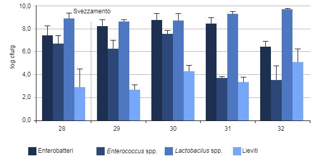 Media di batteri componenti il colon dei suinetti in differenti momenti dopo lo svezzamento