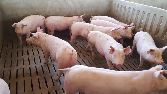 Foto 1. L'età di entrata delle scrofette segna il periodo di adattamento sanitario che abbiamo. Anche se, come regola generale, possiamo applicare il principio di più tempo c'è, meglio è, i nostri esperti segnalano che 8 settimane sono il tempo minimo necessario.