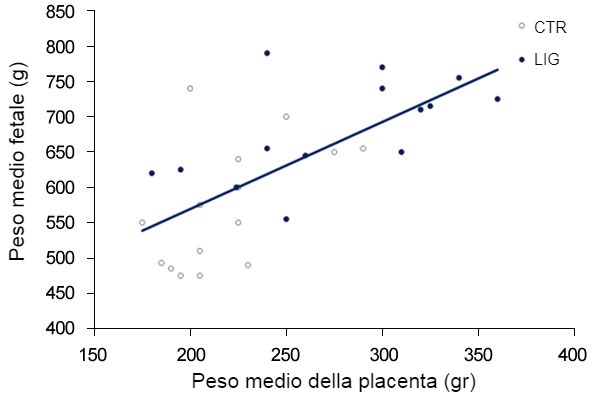 Grafico&nbsp;3. Sia nel gruppo controllo (CTR) sia nel gruppo legato&nbsp;(LIG), gruppo di scrofe il cui ovidotto fu legato, il peso dei feti fu correlato al peso della placenta. (Town, 2005).
