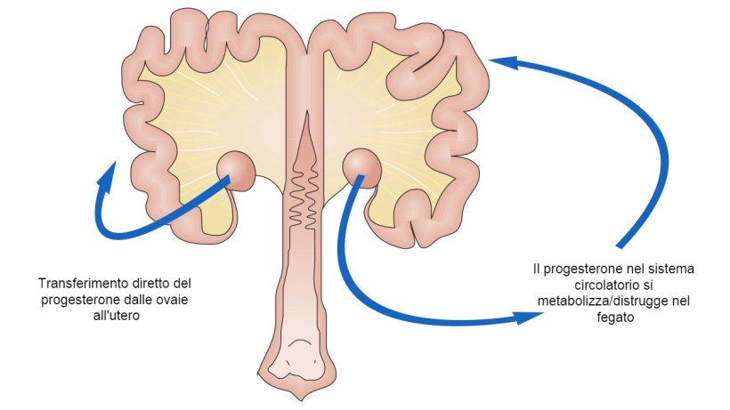 Immagine&nbsp;1.Passaggio schematico del progesterone dalle ovaie
