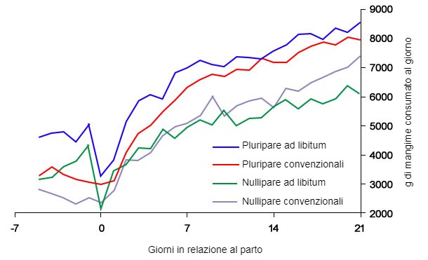 Grafico 6. Consumo di mangime in lattazione di scrofe alimentate ad libitum e/ o con un programma convenzionale nel periparto