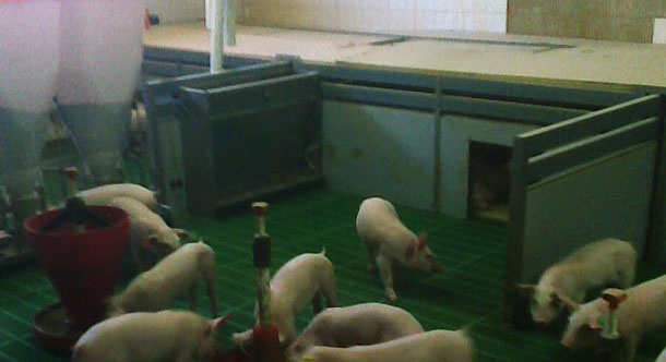 Nidi fatti in casa per suinetti