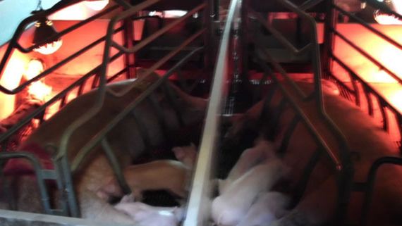 Se la lampada le molesta, le scrofe di solito si coricano di spalle
