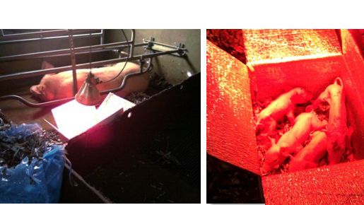 Suinetti nella scatola ipertermica
