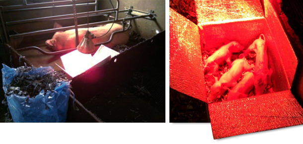 Suinetti nella scatola ipertermica