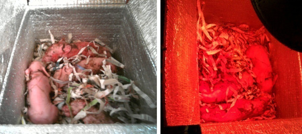 Suinetti nella scatola isotermica