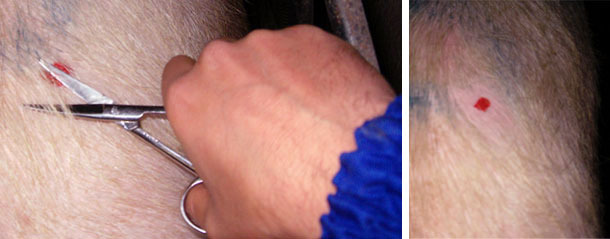 Il pelo può essere tagliato con una tosatrice o con una forbice (vanno molto bene quelle che sono curve)