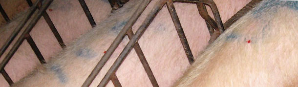 Prima vengono segnate tutte le scrofe che vogliamo esaminare