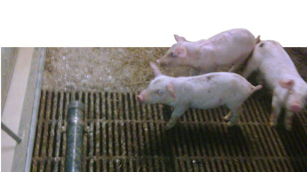 ubo in PVC per evitare la defecazione nei truogoli
