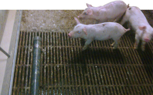 ubo in PVC per evitare la defecazione nei truogoli