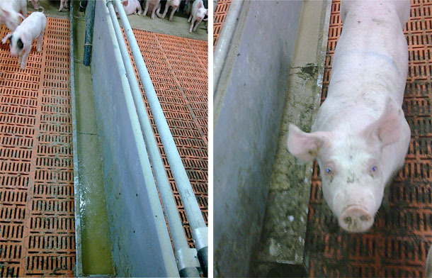 Urina e feci nel truogolo