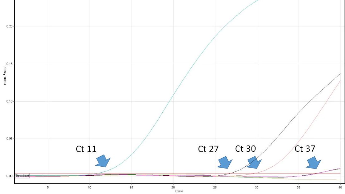 Descrizione: Figura 1. Il ciclo soglia (Ct) &egrave; il primo numero del ciclo di una PCR in tempo reale in cui viene rilevata la fluorescenza che indica la presenza del patogeno ricercato nel campione. Pi&ugrave; basso &egrave; il valore di Ct, maggiore &egrave; la quantit&agrave; di agente patogeno nel campione analizzato. Valori di Ct molto alti dovrebbero essere interpretati con cautela, poich&eacute; possono derivare dalla degradazione spontanea di una sonda TaqMan negli ultimi cicli, nonostante la mancanza del DNA target nel campione.

