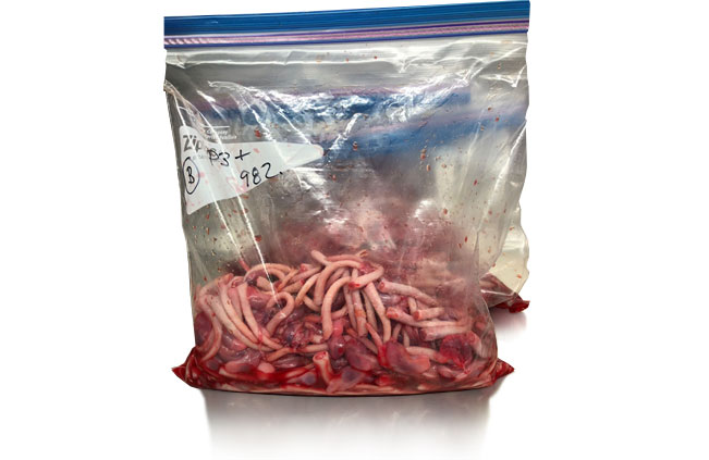 Foto 2. Esempio fluidi di castrazione/taglio coda raccolti in allevamento. Foto cortesia di&nbsp;Dr. Juan Sanhueza e&nbsp;Dr. Carles Vilalta
