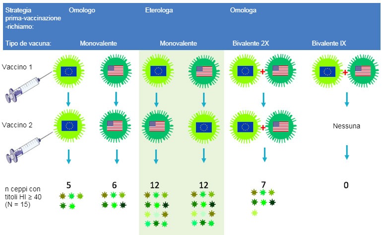 Figura 2. Effetto dei protocolli vaccinali tradizionali e della "vaccinazione di richiamo eterologa" sull'ampiezza&nbsp;della risposta anticorpale per H3N2. Le bandiere indicano i ceppi europei ed americani del SIV&nbsp;H3N2. Il siero raccolto al giorno 14 dopo il richiamo fu analizzato nei confronti di 15 virus antigenicamente diversi, inclusi&nbsp;quelli vaccinali. I numeri rappresentano il numero di virus nei confronti dei quali i titoli di anticorpi HI furono &ge; 40.
