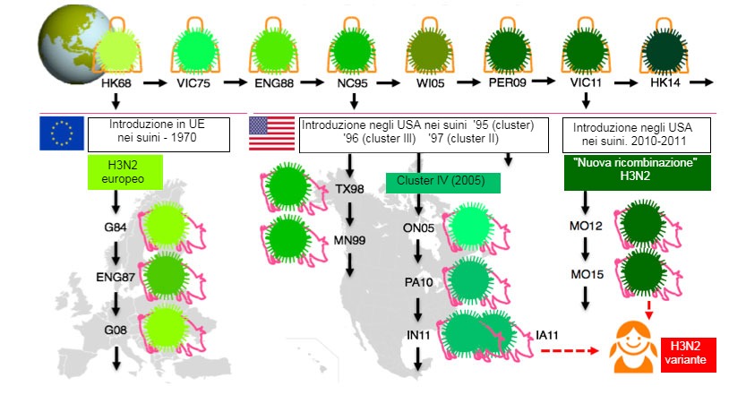Figura 1. Evoluzione dei virus Influenza H3N2 nell'uomo e nei suini. Le varie tonalit&agrave;&nbsp;di verde&nbsp;indicano differenze antigeniche del&nbsp;H3 HA; i ceppi virali sono indicati con la posizione (abbreviata) e l'anno di isolamento. I virus dell'uomo furono introdotti nella popolazione suina all'inizio degli anni 70 in Europa e a met&agrave; degli anni 90 e nel&nbsp;2010 nel Nord America.&nbsp; Questo ha portato alla situazione attuale di 3 clusters distinti di SIV&nbsp;H3N2 (vedere le finestre del&nbsp;testo), uno in Europa e 2 nel Nord-America.&nbsp;I clusters nordamericani del tutto occasionalmente, saltano di ritorno, verso la popolazione umana e vengono quindi chiamati&nbsp;"varianti".
