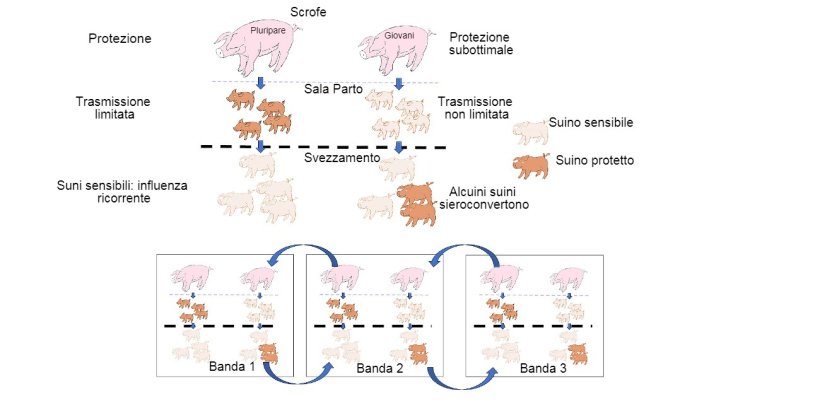 Figura 1: La trasmissione &egrave; ridotta negli animali che ottengono una protezione di qualit&agrave; superiore (suinetti figli di pluripare) rispetto ai suinetti figli di primipare. Nella fase di svezzamento, gli animali che sono stati infettati in presenza di un certo livello di anticorpi materni non svilupperanno attivamente l'immunit&agrave;, in modo che il virus infetta e causa&nbsp;l'influenza ricorrente. Infine, la presenza in un singolo momento di diversi lotti di diverse et&agrave; degli animali facilita la trasmissione del virus tra lotti produttivi, perpetuando l'infezione.
