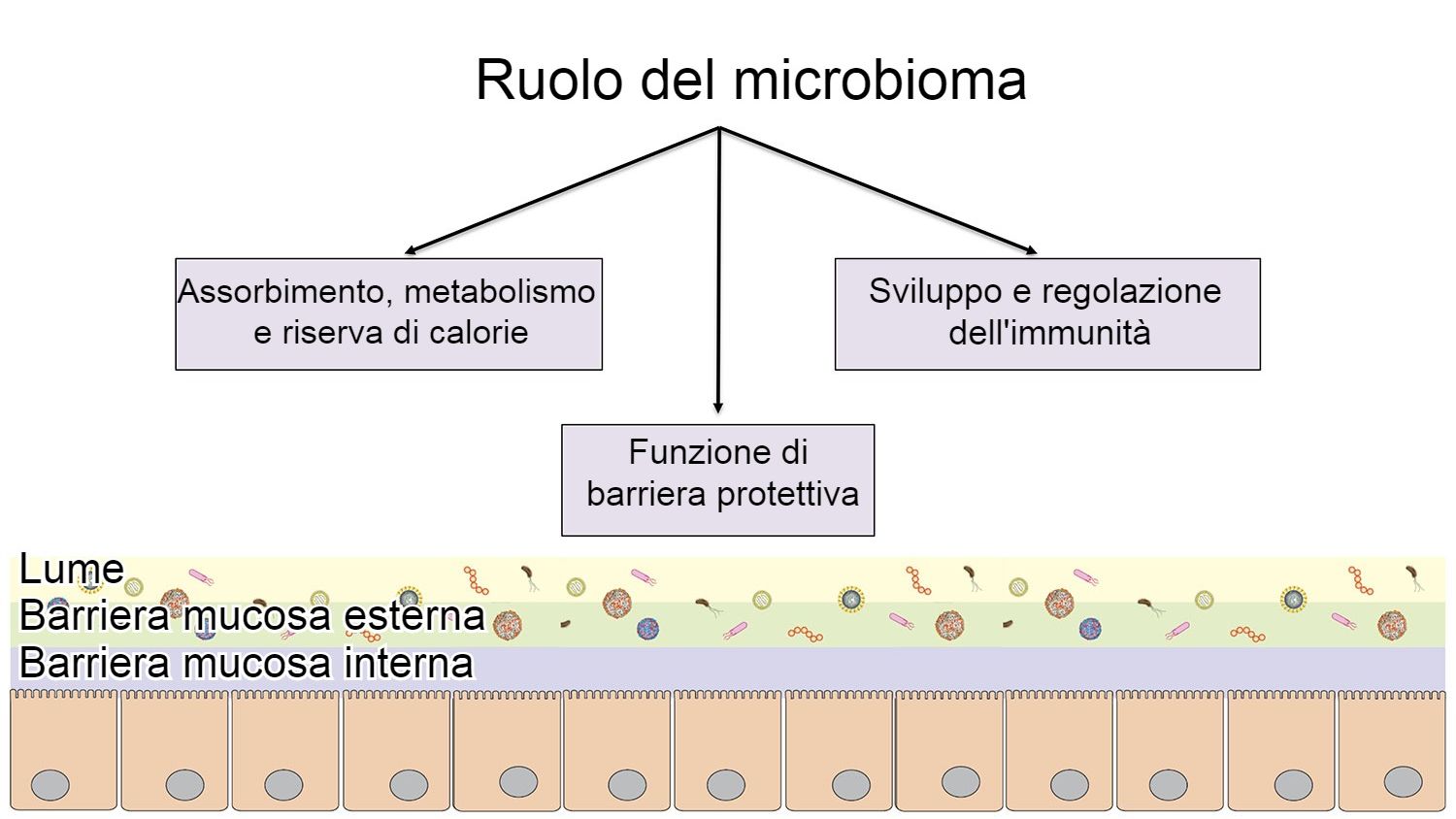 Funzioni del microbioma: barriera intestinale, digestione e metabolismo dei nutrienti e regolazione dell'immunit&agrave;.
