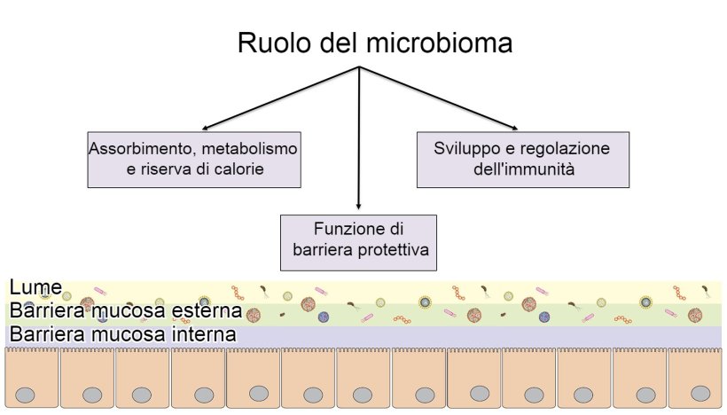 Funzioni del microbioma: barriera intestinale, digestione e metabolismo dei nutrienti e regolazione dell'immunità.