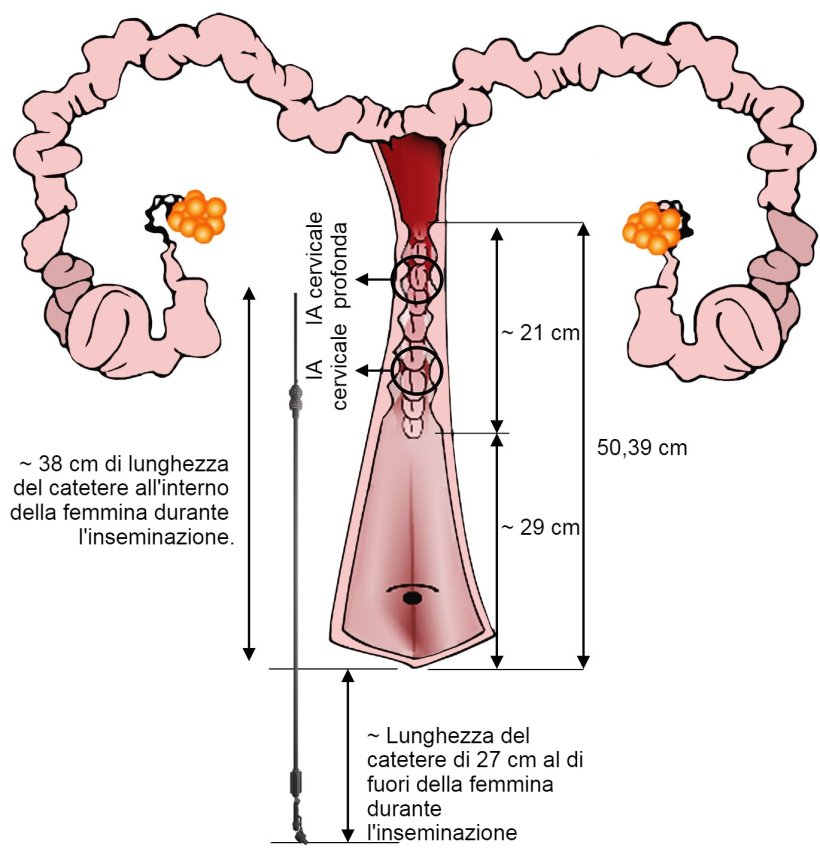 Figura 3. Rappresentazione della disposizione del catetere di IA nel tratto genitale della femmina durante l'IA. Le dimensioni sono state misurate a partire dalle inseminazioni e dai tratti genitali delle scrofe nullipare provenienti dal macello.
