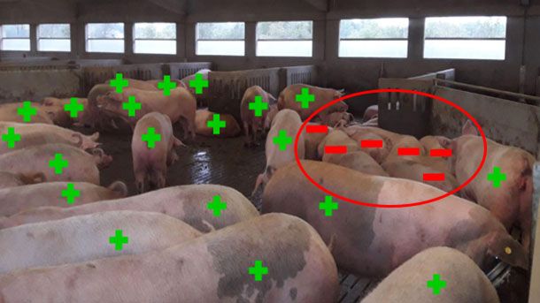 &nbsp;Figura 5. Esempio di risultati della diagnosi di gravidanza al giorno 33
